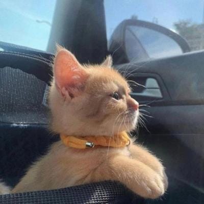 พิชญ์ แสงทอง avatar